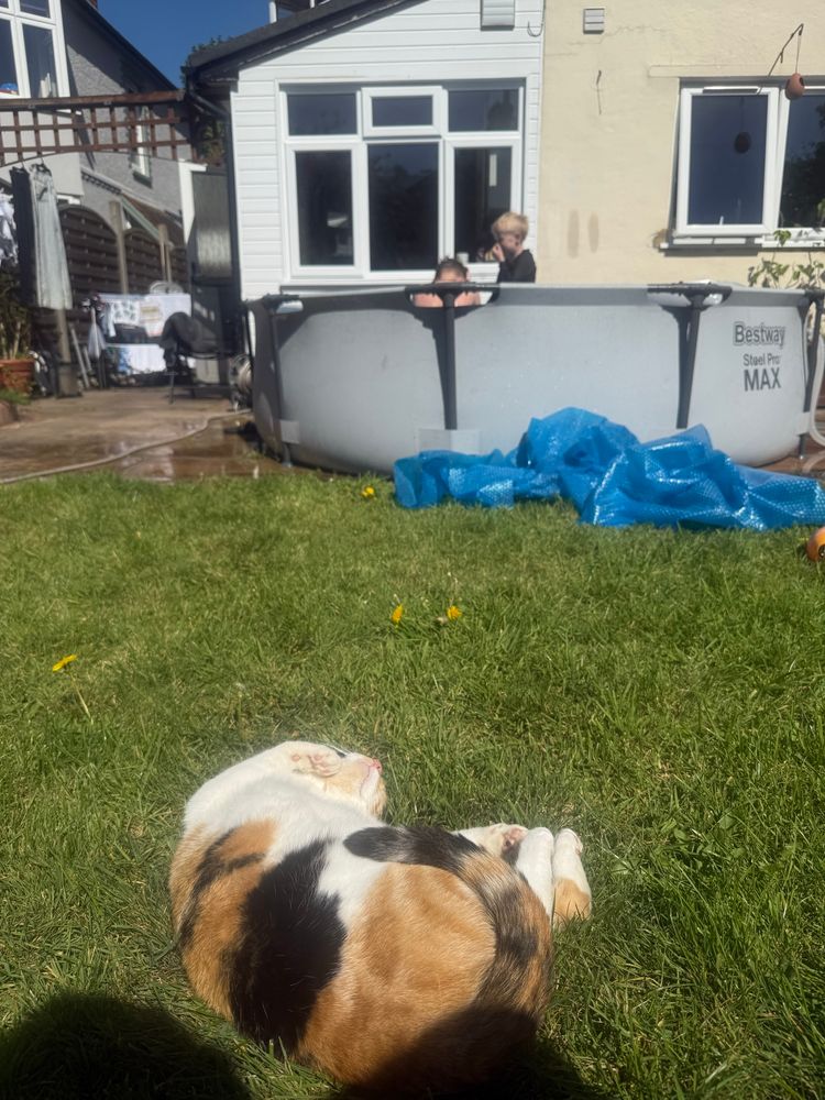 Cat sunbathes in the foreground, kids are playing in a paddling pool not that far away.