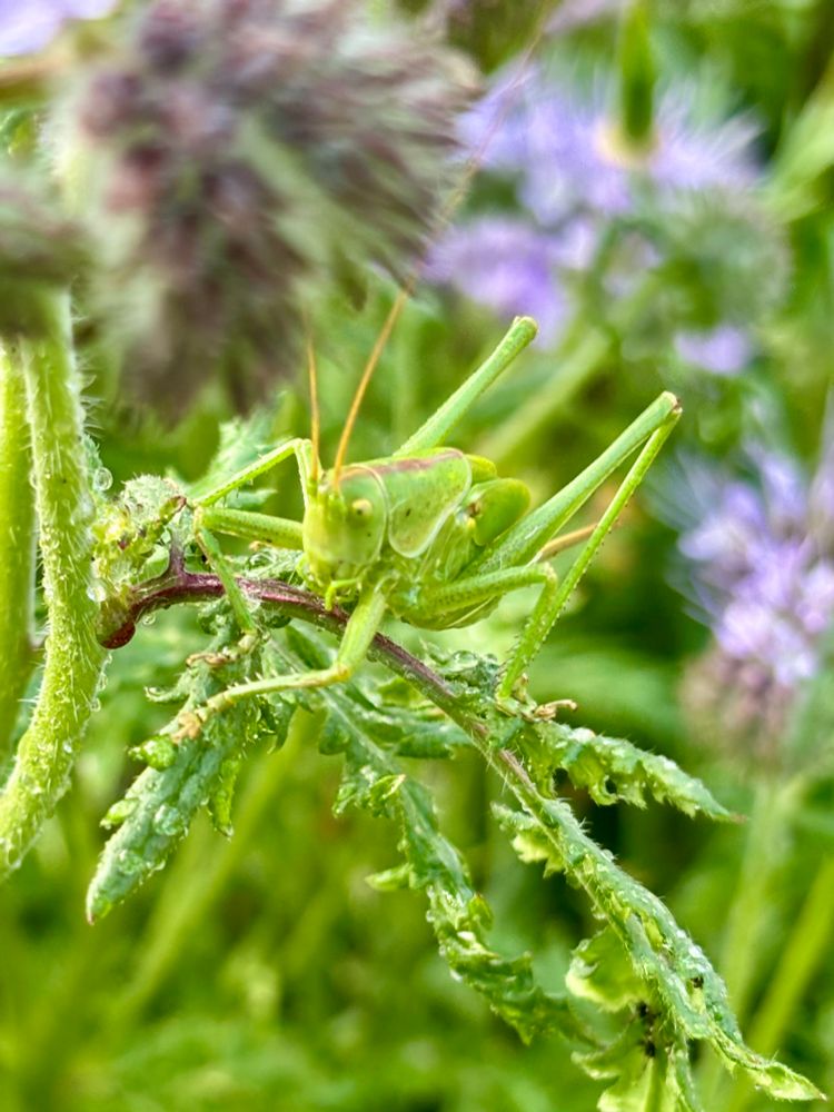Grasshopper auf Pflanze 