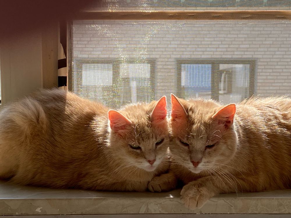 2 rote Katzen liegen Kopf an Kopf auf der Fensterbank und genießen die Sonne