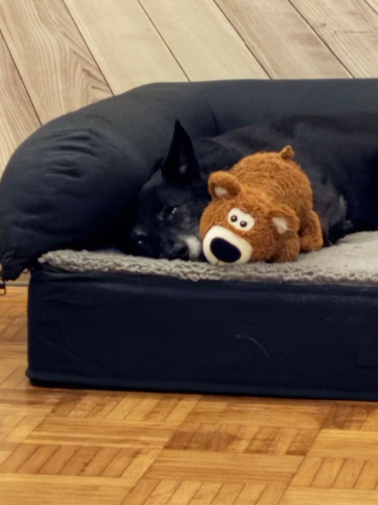Schwarzer Hund hat sein Lieblingsteddy gekuschelt und liegt zusammen im Hundebett