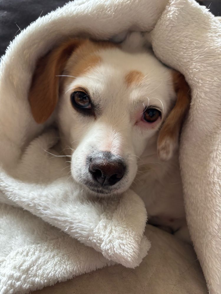 Kleiner weißer Hund in einer decke eingemummelt