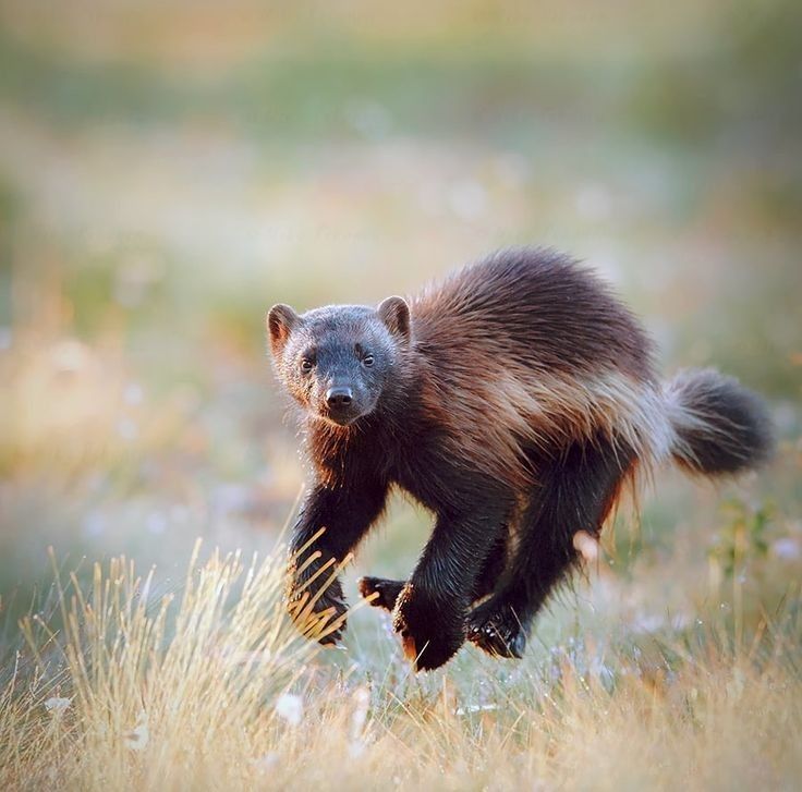 A wolverine mid stride, all four paws off the ground, looking at the camera
