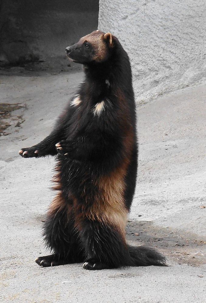 A Wolverine standing on its hind legs with its forepaws held out in front of it