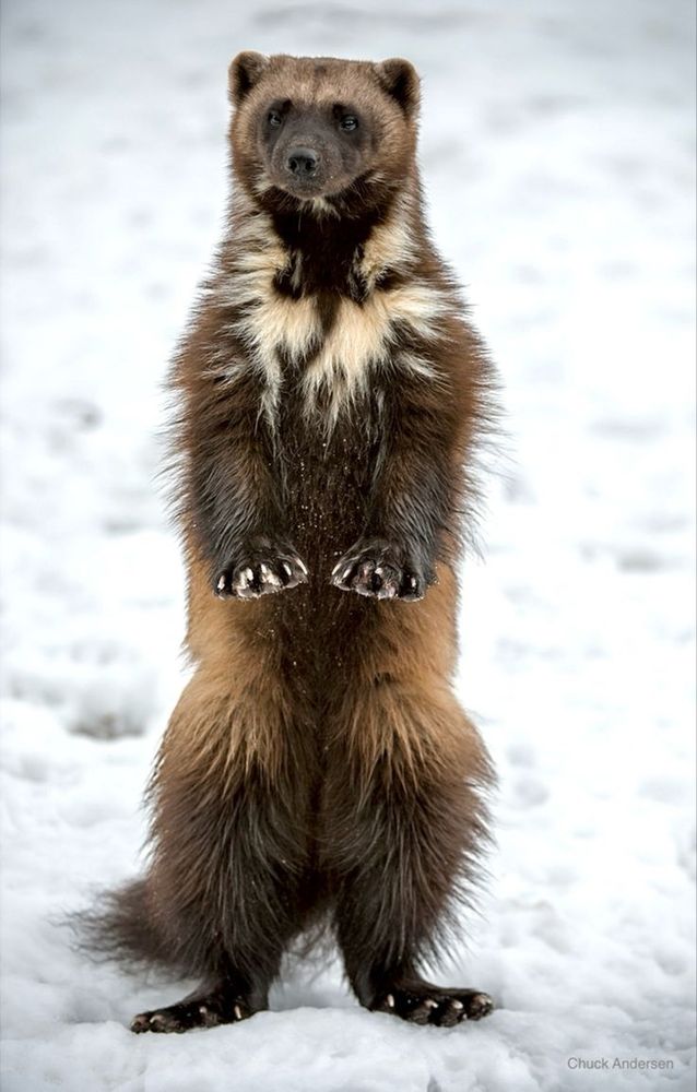 A Wolverine standing on its hind legs with its forepaws held out in front of it