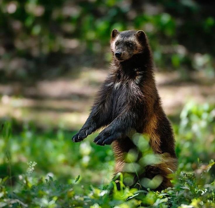 A Wolverine standing on its hind legs with its forepaws held out in front of it
