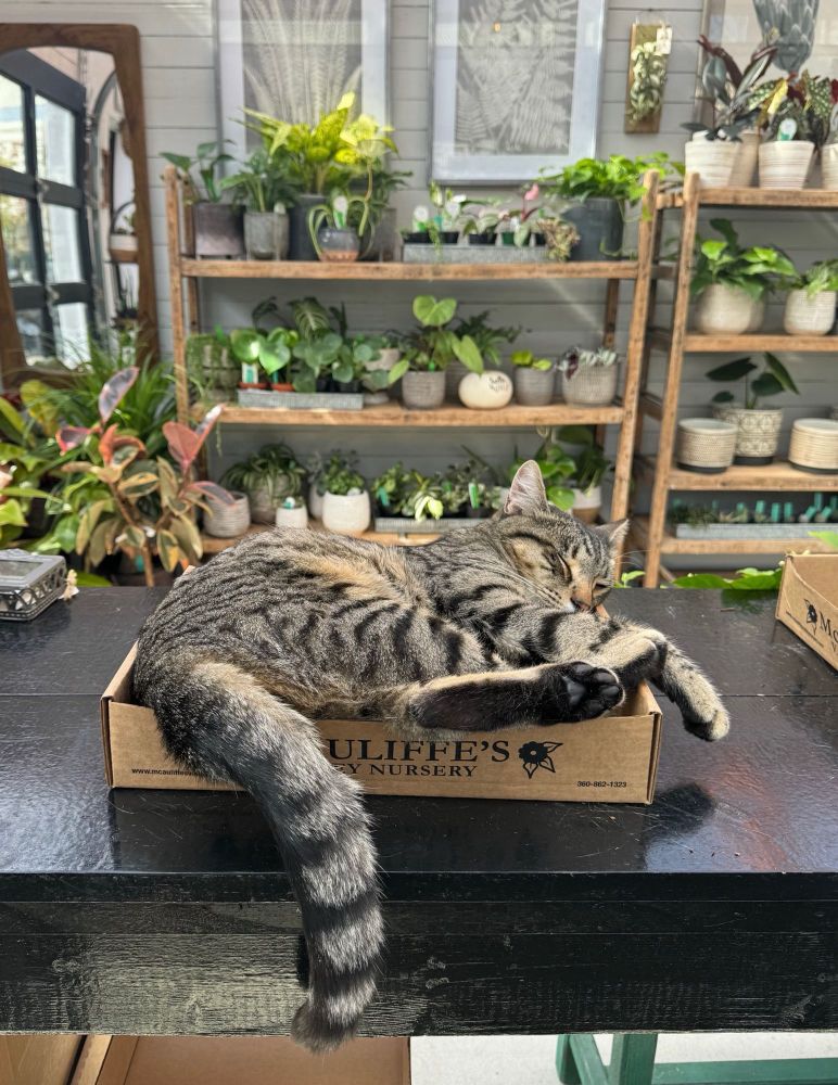 A striped tabby cat, sleeping happily in a box