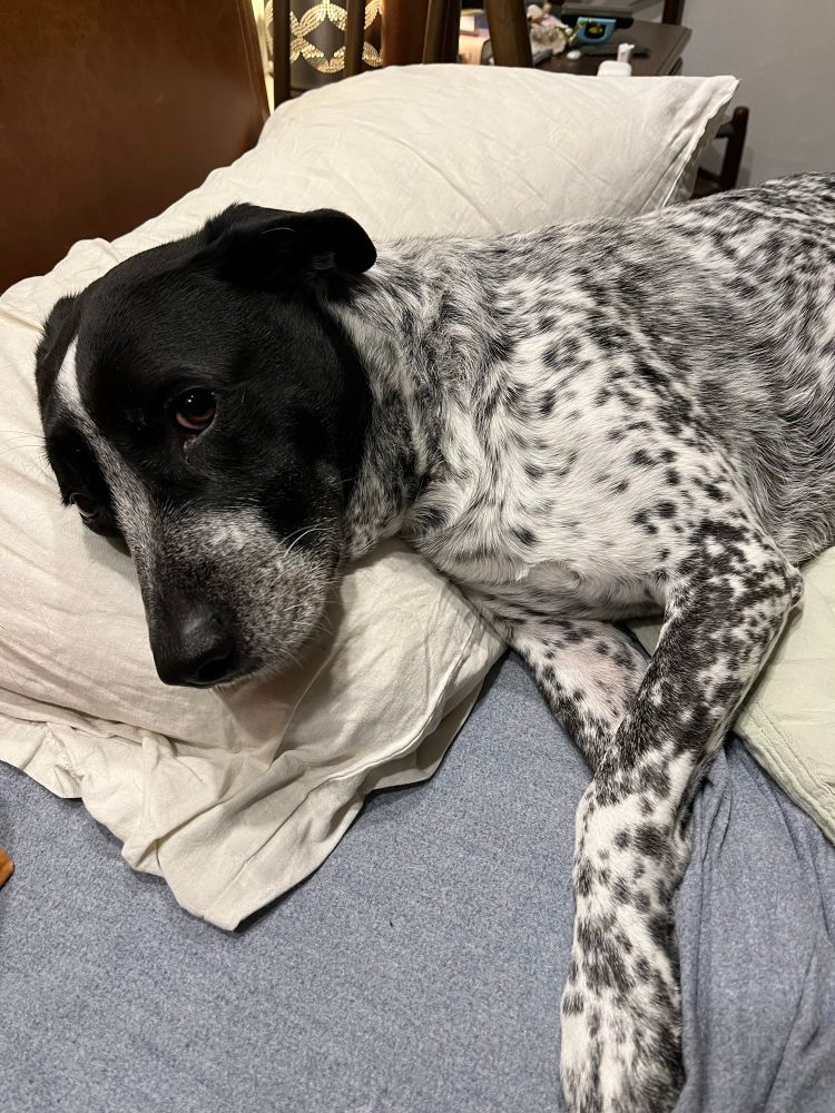 Dog stole the pillow!