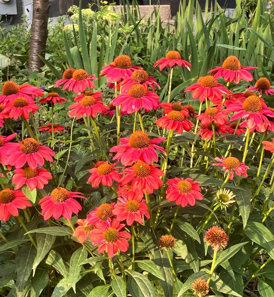Orange cone flowers in the early morning sun 