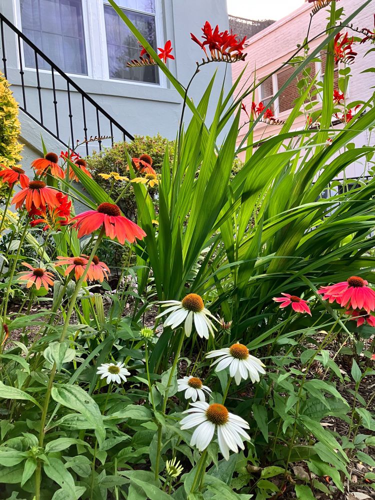 Red and white cone flowers and other flowers and greenery in a front yard 