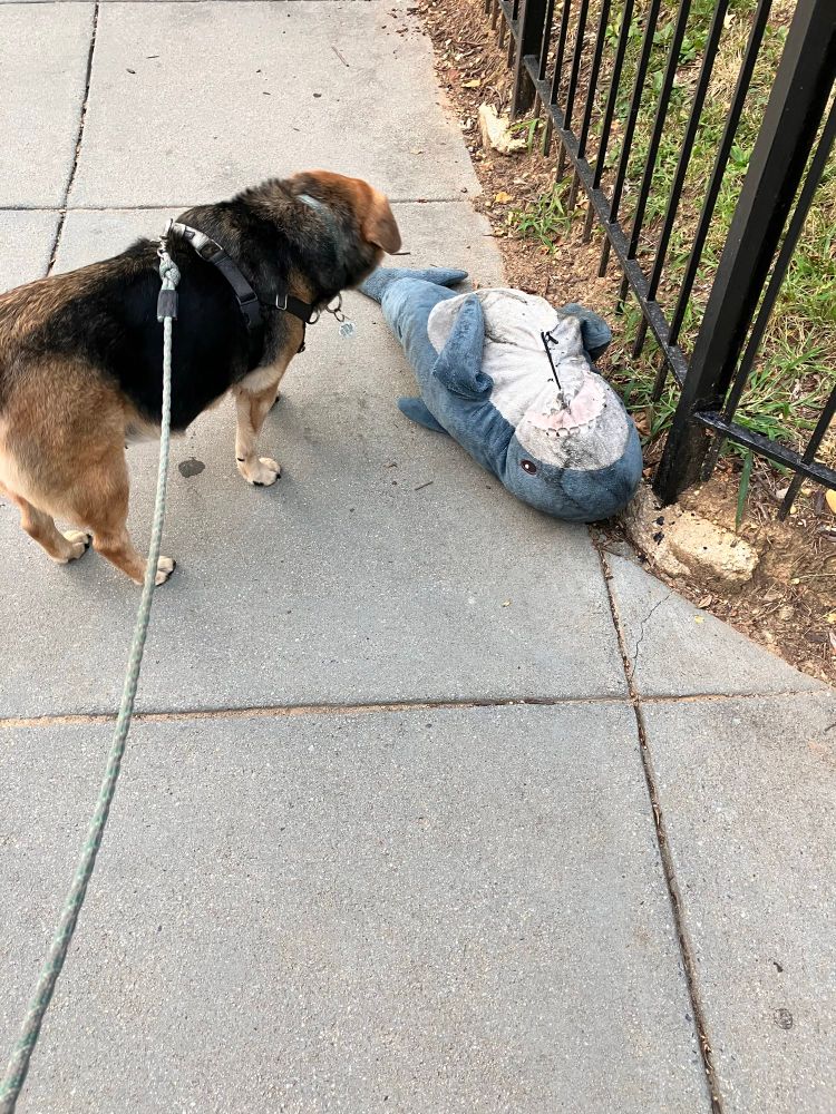 Tan and black dog sniffing a stuffed shark. 