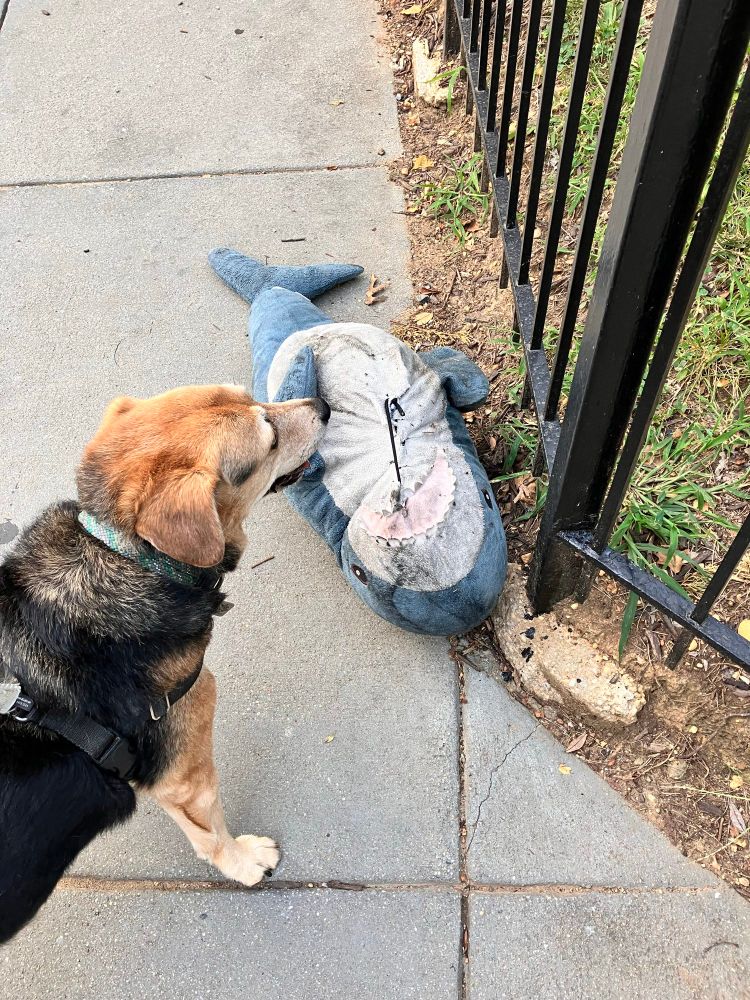 Tan and black dog and a stuffed shark