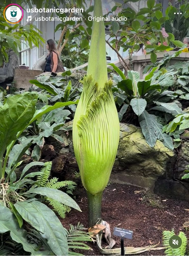 Large green plant 