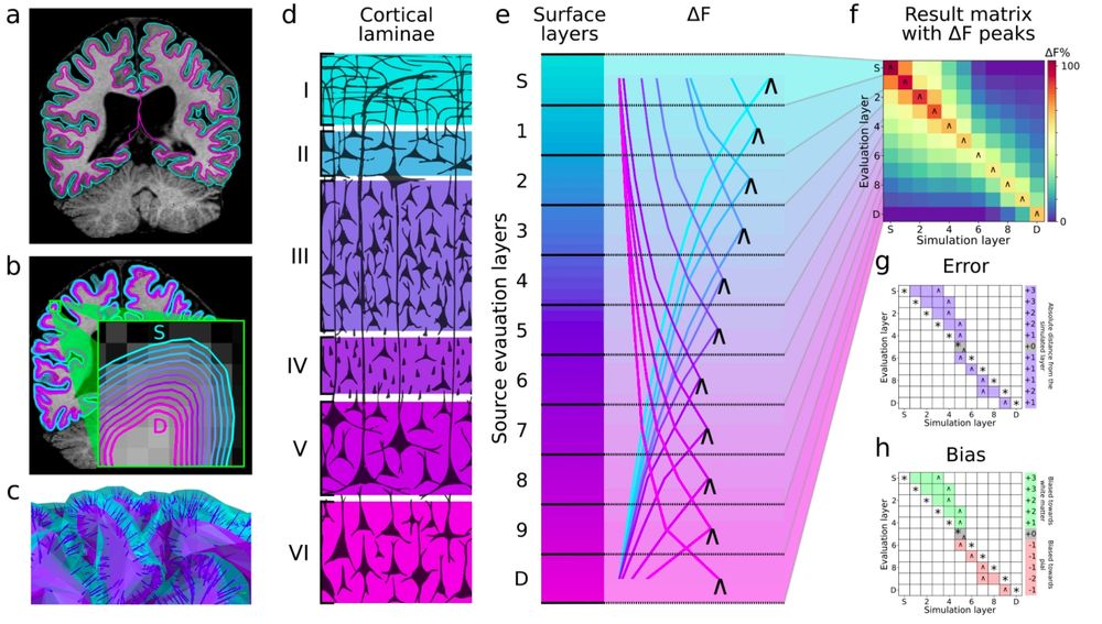 Overview of the simulation strategy and analysis. a) Pial and white matter boundaries
surfaces are extracted from anatomical MRI volumes. b) Intermediate equidistant surfaces are
generated between the pial and white matter surfaces (labeled as superficial (S) and deep (D)
respectively). c) Surfaces are downsampled together, maintaining vertex correspondence across
layers. Dipole orientations are constrained using vectors linking corresponding vertices (link vectors).
d) The thickness of cortical laminae varies across the cortical depth (70–72), which is evenly sampled
by the equidistant source surface layers. e) Each colored line represents the model evidence (relative
to the worst model, ΔF) over source layer models, for a signal simulated at a particular layer (the
simulated layer is indicated by the line color). The source layer model with the maximal ΔF is
indicated by “˄”. f) Result matrix summarizing ΔF across simulated source locations, with peak
relative model evidence marked with “˄”. g) Error is calculated from the result matrix as the absolute
distance in mm or layers from the simulated source (*) to the peak ΔF (˄). h) Bias is calculated as the
relative position of a peak ΔF(˄) to a simulated source (*) in layers or mm.