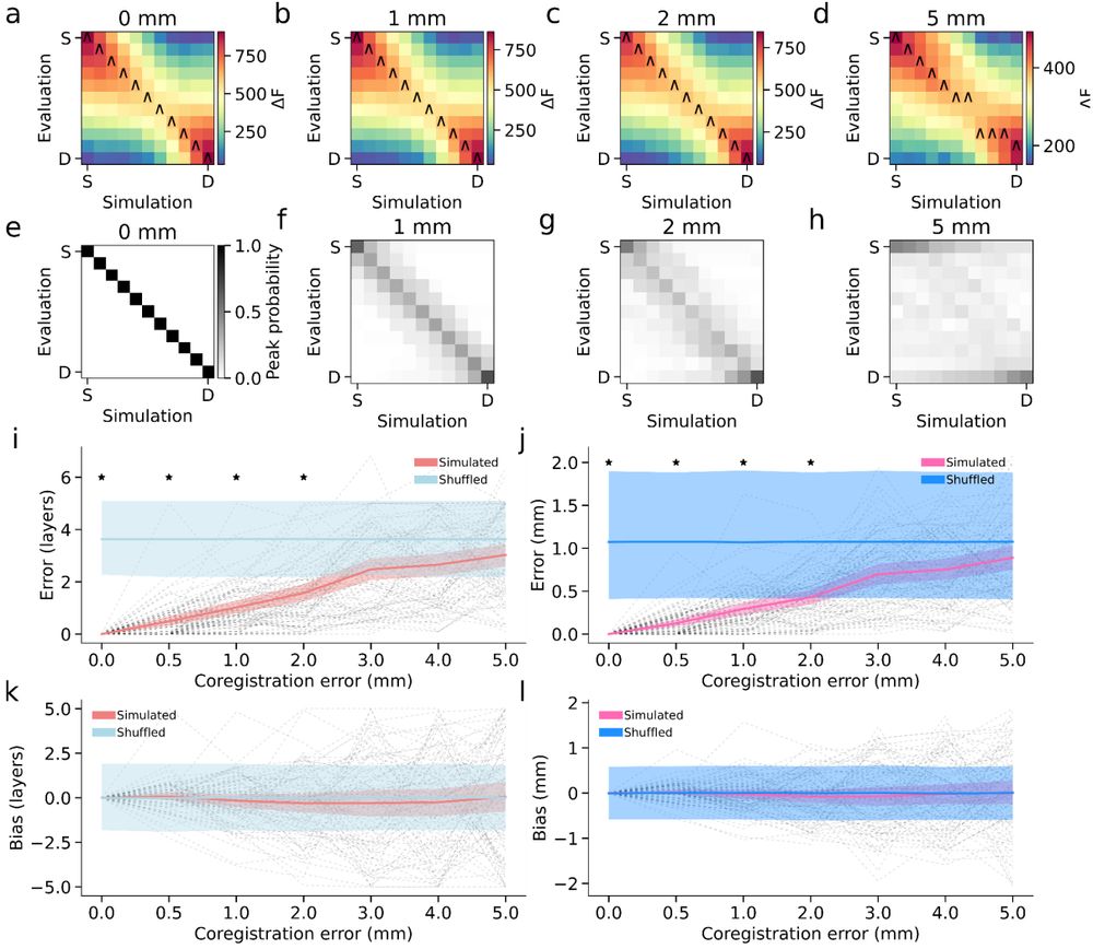 Laminar source‐reconstruction accuracy as a function of co‐registration error at
fixed 0 dB SNR. a–d) Mean free energy (ΔF) matrices (row‐normalized to the worst model; S =
superficial surface layer, D = deep surface layer) for simulated signals placed on 11 cortical surfaces
at 0, 1, 2, and 5 mm registration error. Triangles mark the best‐fitting forward model for each
simulated depth. e–h) Probability density of each surface model being the maximum‐evidence
solution, aggregated across cortical locations. i, j) Laminar reconstruction error (in surface layers and
millimeters) for simulated versus shuffled data at varying registration errors. k, l) Corresponding bias
(in surface layers and millimeters). Shaded bands denote 95% confidence intervals, and asterisks
mark significance at p < 0.05.