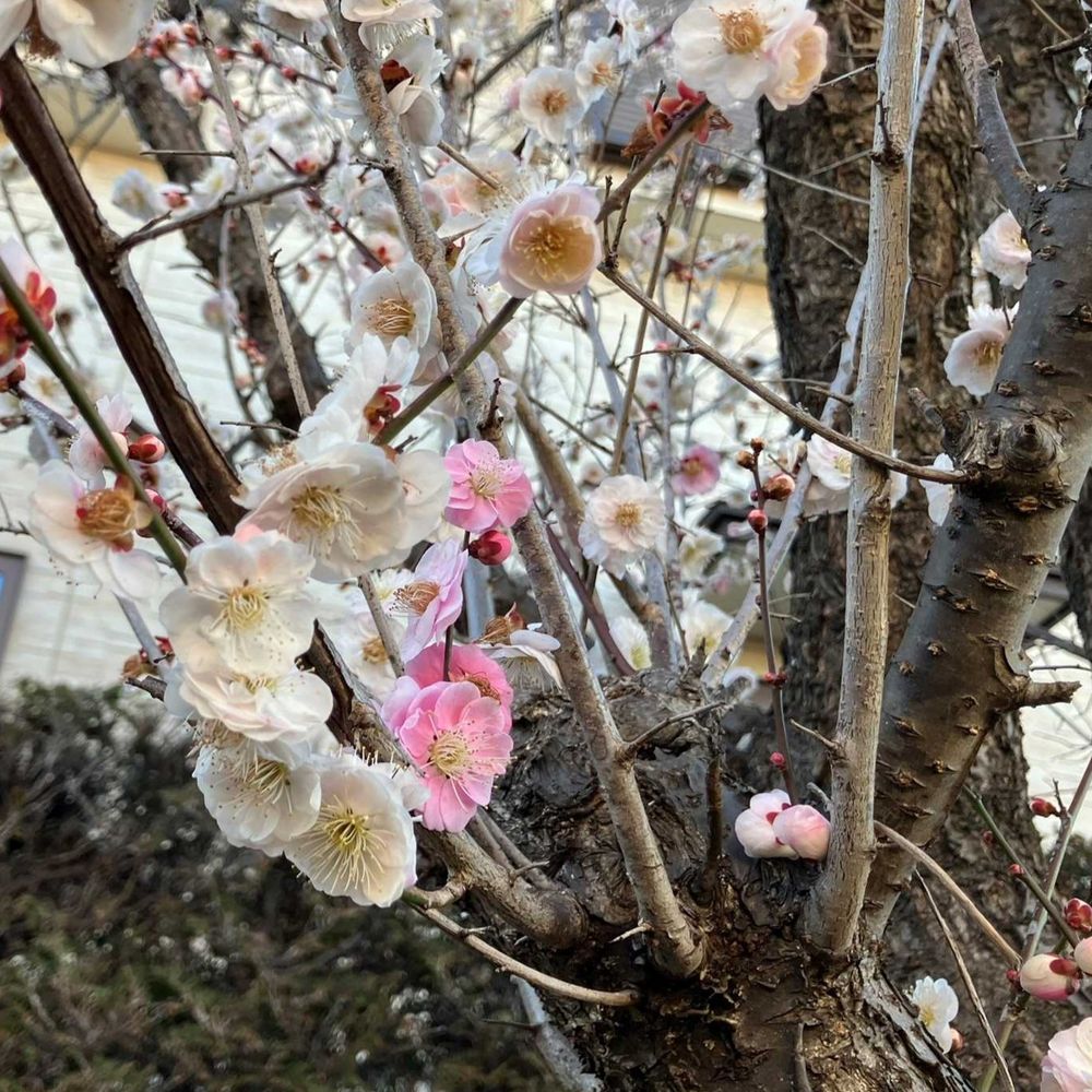 白梅