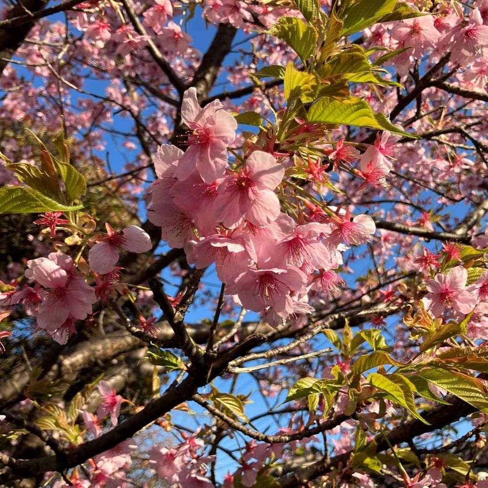 河津桜