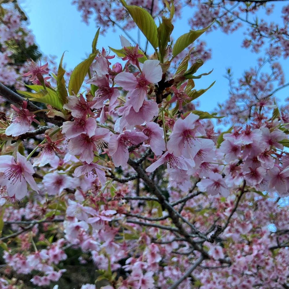 河津桜