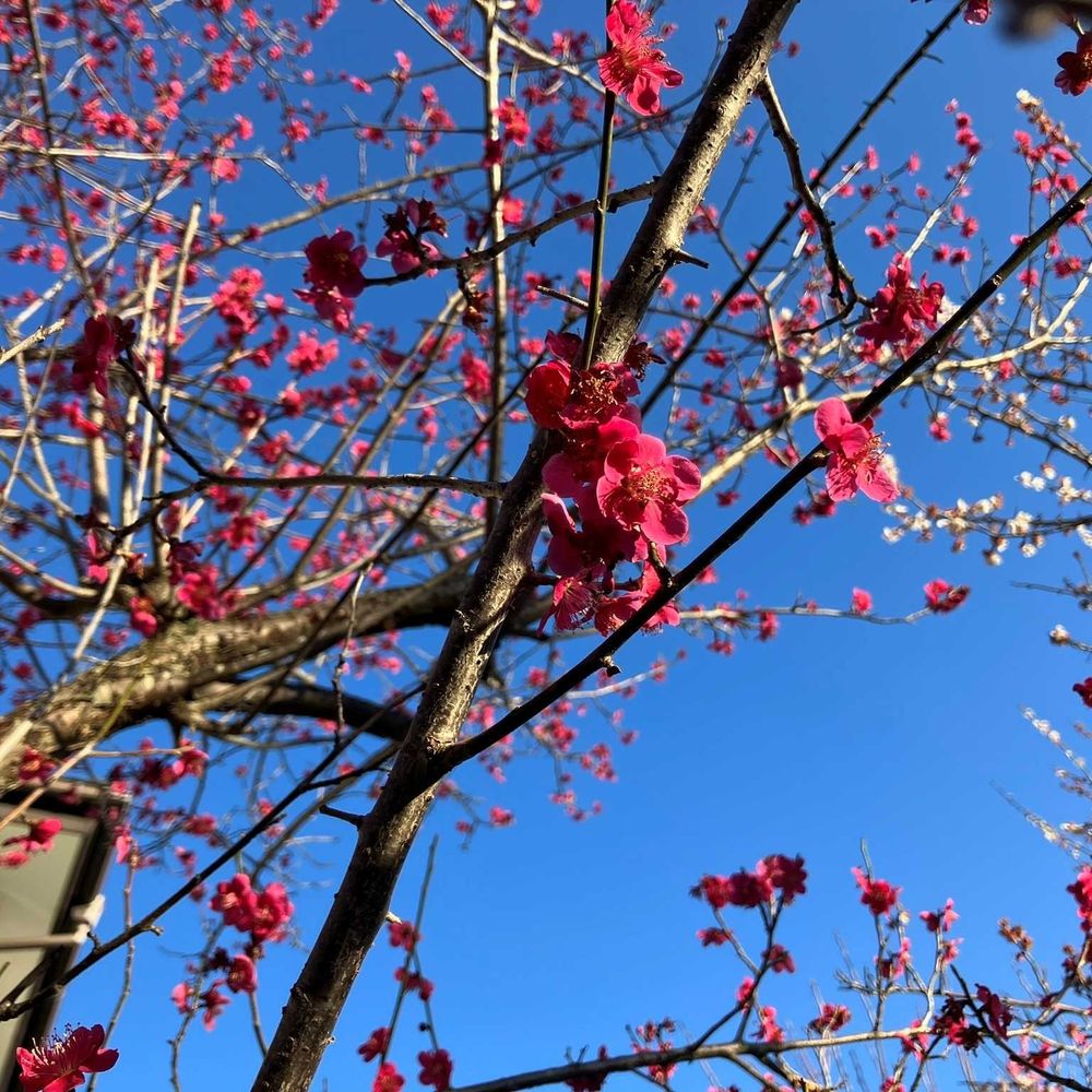 紅梅