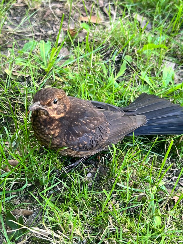 Eine junge Amsel im Gras 
