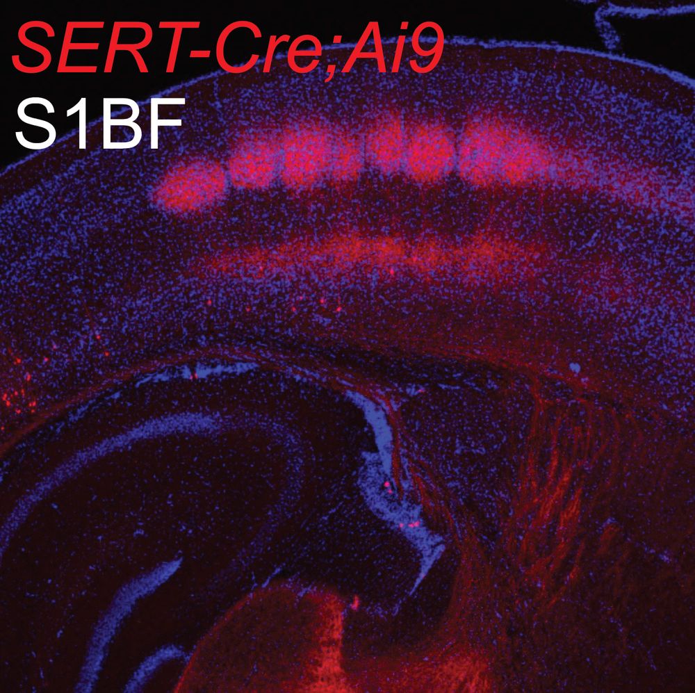 Image of a coronal section through postnatal mouse somatosensory cortex (S1BF with transient expression of the serotonin transporter in thalamic afferents shown in red.