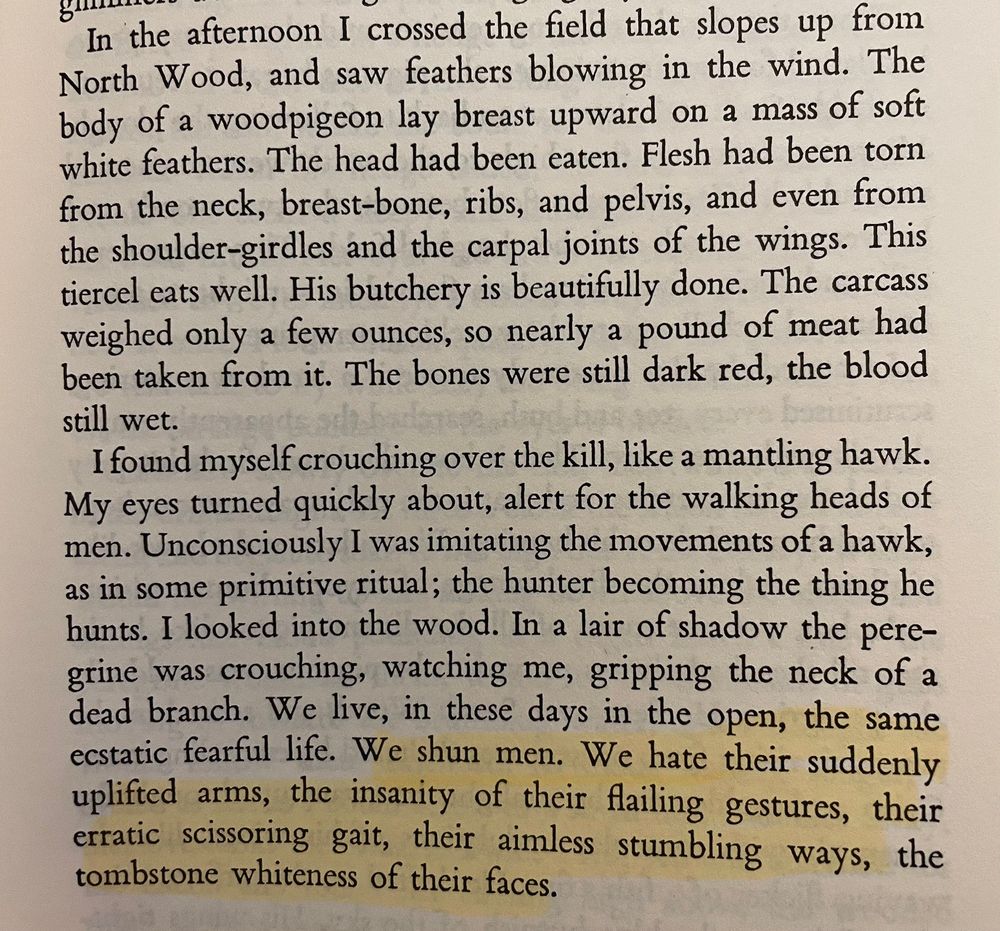 In the afternoon I crossed the field that slopes up from North Wood, and saw feathers blowing in the wind. The body of a woodpigeon lay breast upward on a mass of soft white feathers. The head had been eaten. Flesh had been torn from the neck, breast-bone, ribs, and pelvis, and even from the shoulder-girdles and the carpal joints of the wings. This tiercel eats well. His butchery is beautifully done. The carcass weighed only a few ounces, so nearly a pound of meat had been taken from it. The bones were still dark red, the blood still wet.
I found myself crouching over the kill, like a mantling hawk.
My eyes turned quickly about, alert for the walking heads of men. Unconsciously I was imitating the movements of a hawk, as in some primitive ritual; the hunter becoming the thing he hunts. I looked into the wood. In a lair of shadow the peregrine was crouching, watching me, gripping the neck of a dead branch. We live, in these days in the open, the same ecstatic fearful life. We shun men. We hate their suddenly uplifted arms, the insanity of their failing gestures, their erratic scissoring gait, their aimless stumbling ways, the tombstone whiteness of their faces