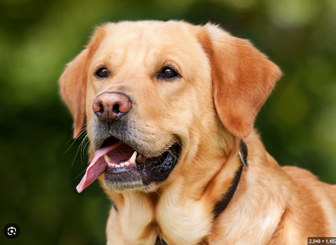 Photo of a headshot of a reddish gold labrador retriever. These ears are maximum floppy and are far from what my fursona's ears look like.