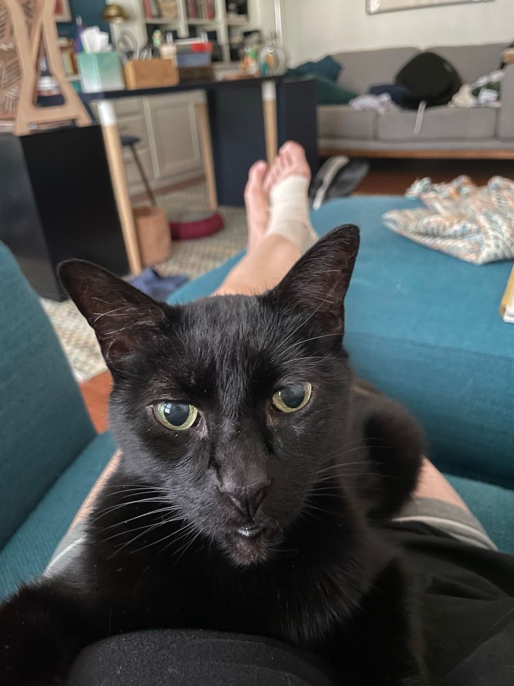 Closeup of a black cat staring into the camera, sprawled over his person. In the distance, and ankle wrapped in a bandage and an untidy house. 