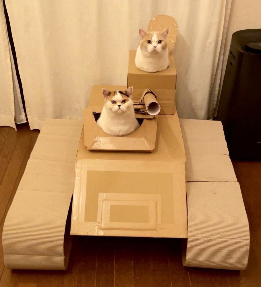 Two very serious cats look out towards the camera from a tank constructed of cardboard. The tank has a gun made from the cardboard inner tube of a wrapping paper, which points towards the camera.