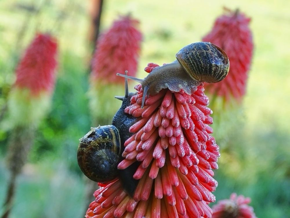 Two snails on a red hot poker flower