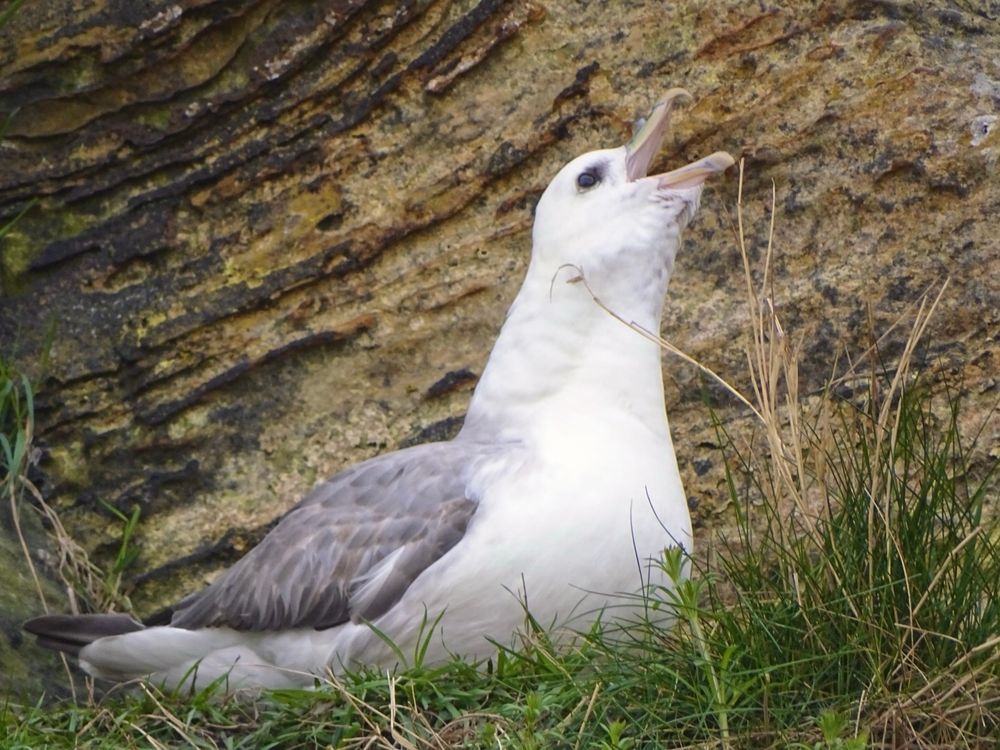 Fulmar, a large white bird with grey wing, raising its beak up and calling out