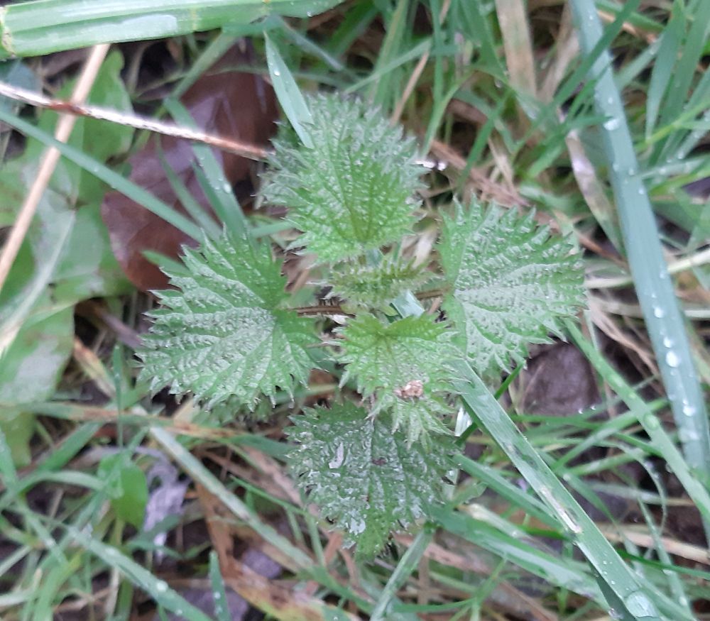 Baby nettle