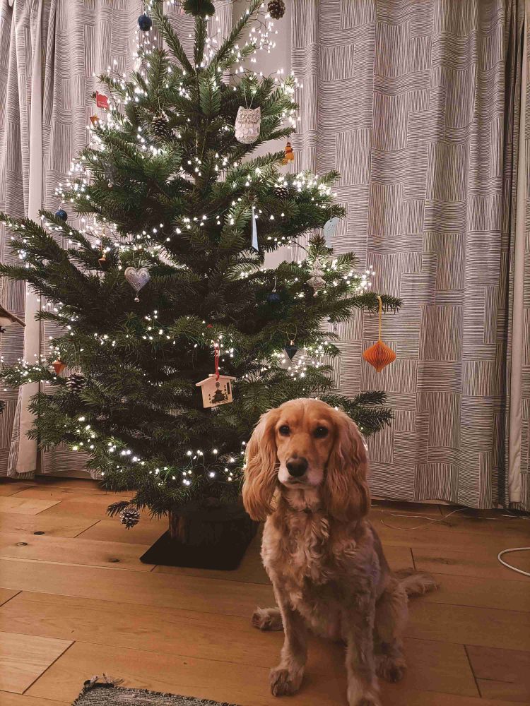 A golden spaniel called Amber sits regally in front of a Christmas tree