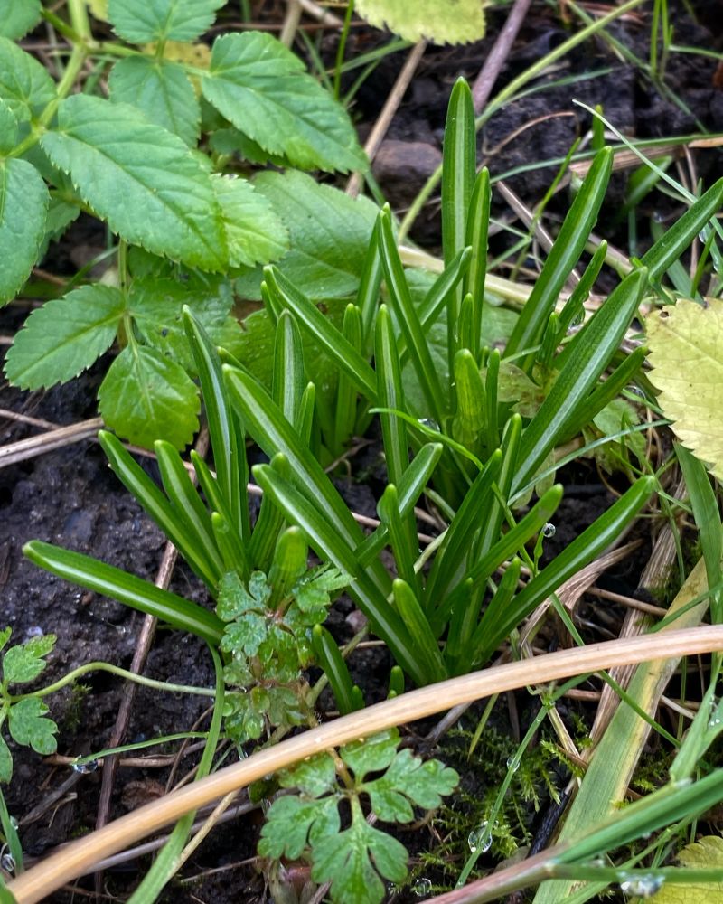 Nahaufnahme der Dolden-Milchsterne vor der Blüte