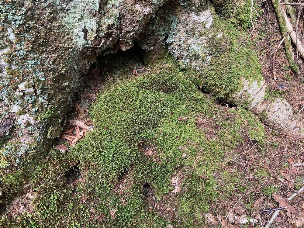 Moss on a rock at the base of a tree #mosstodon