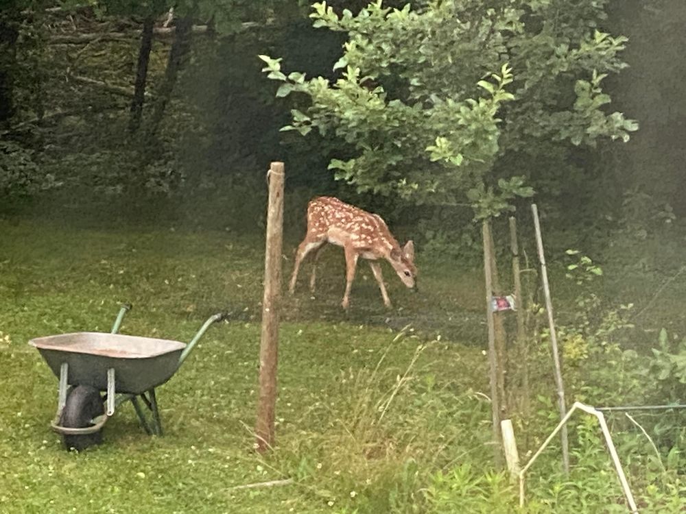 Very young deer next to a tree and wheelbarrow. 