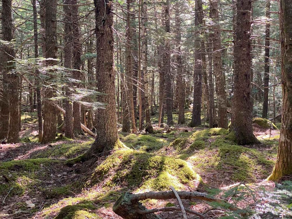 Mossy rocks under the trees #mosstodon