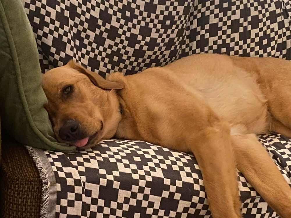 Golden retriever/labrador mix on a sofa on a throw, tongue out - asleep