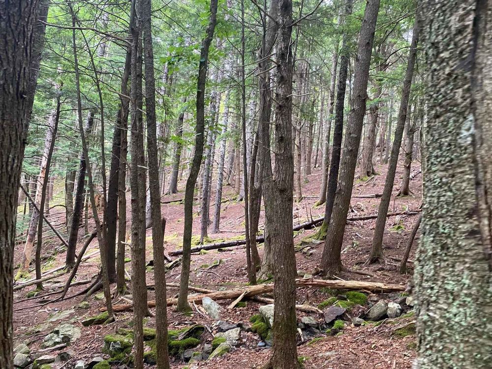 Trees at the Hemlock Ravine Park.