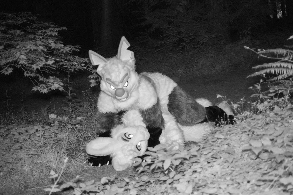 the fox lays on top of the rabbit on the ground menacingly 