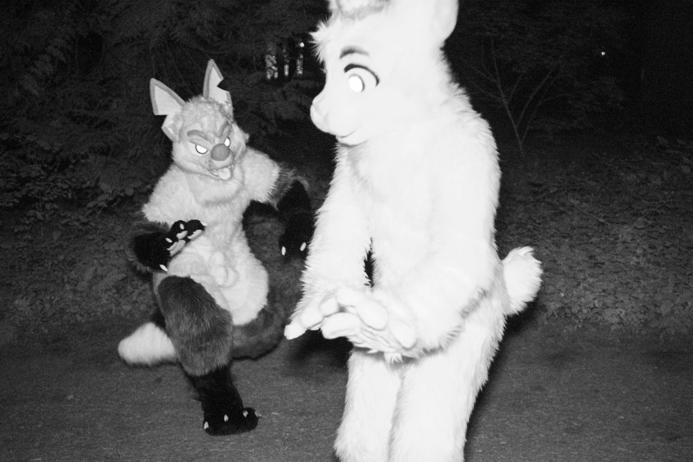 a fox fursuit springs an attack on a rabbit fursuit!