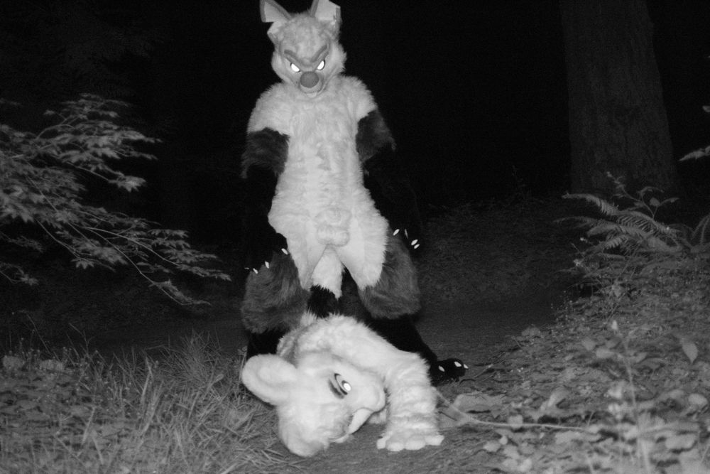 the fox stands over the rabbit on the ground