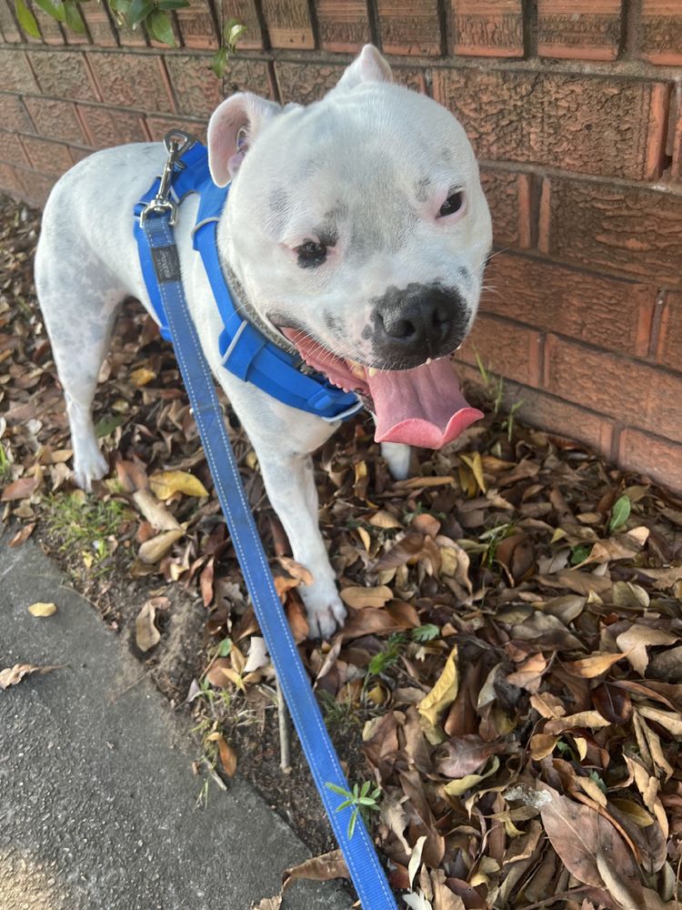 A white English staffy with tongue out wearing a blue harness and blue leash. 