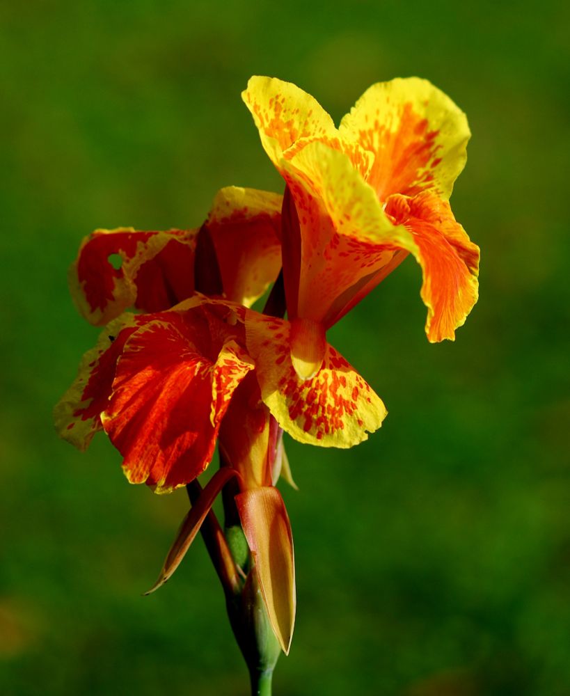 Striking red and yellow flower with other buds still to come out. Position of the flower makes me think of a flamenco dancer. Flower stands out against green macro background
