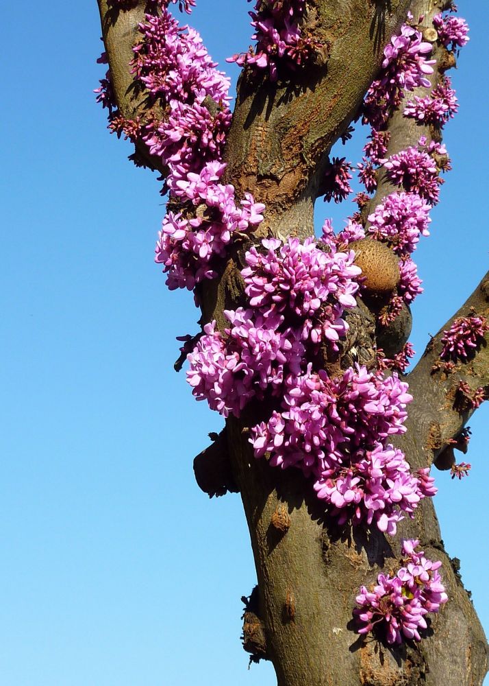 Tree trunk partially covered by pink spring flowers. Light blue sky behind the tree