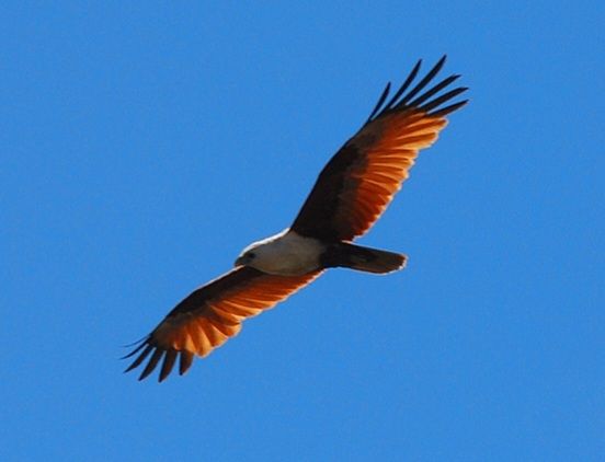An eagle with wings spread out in the perfect blue Ausralian sky. The body is white. The evening reflects on the wings creating an  orange glow.
