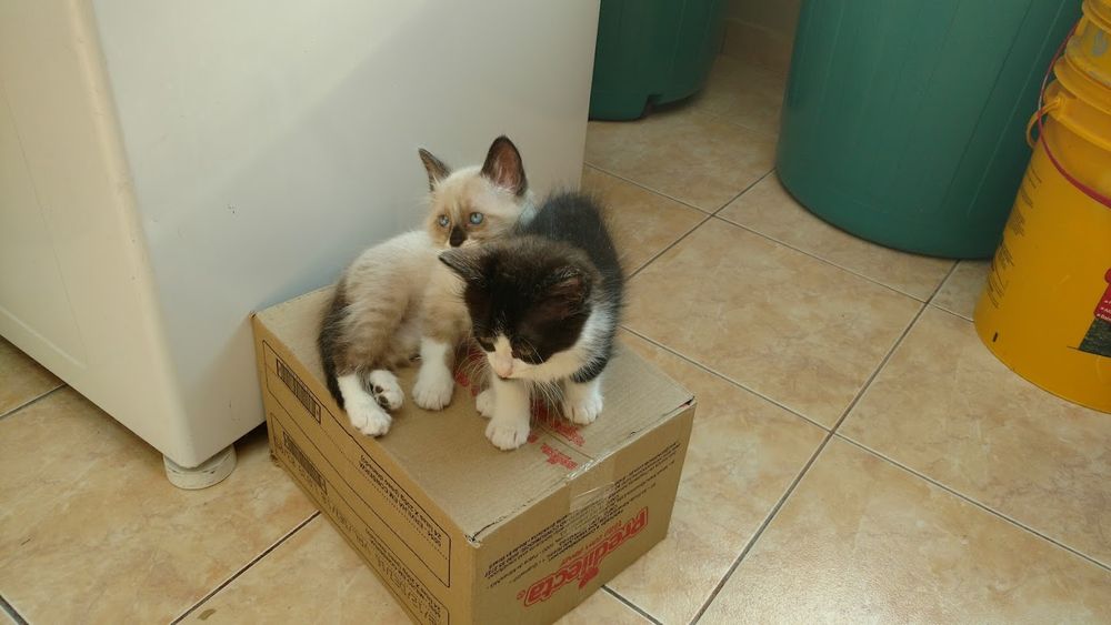 Dois filhotes de gatos em cima de uma caixa de papelão