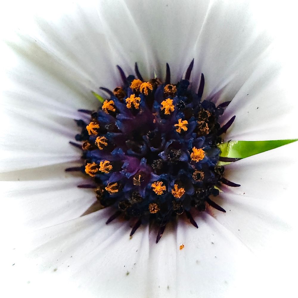 Macroshot of the Center of the flower of Osteospermum showing the dark purple to orange reproductive organs