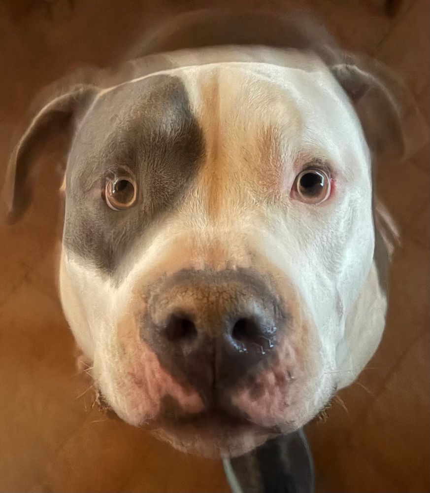 Full face photo of a large, gray and white pit pull 