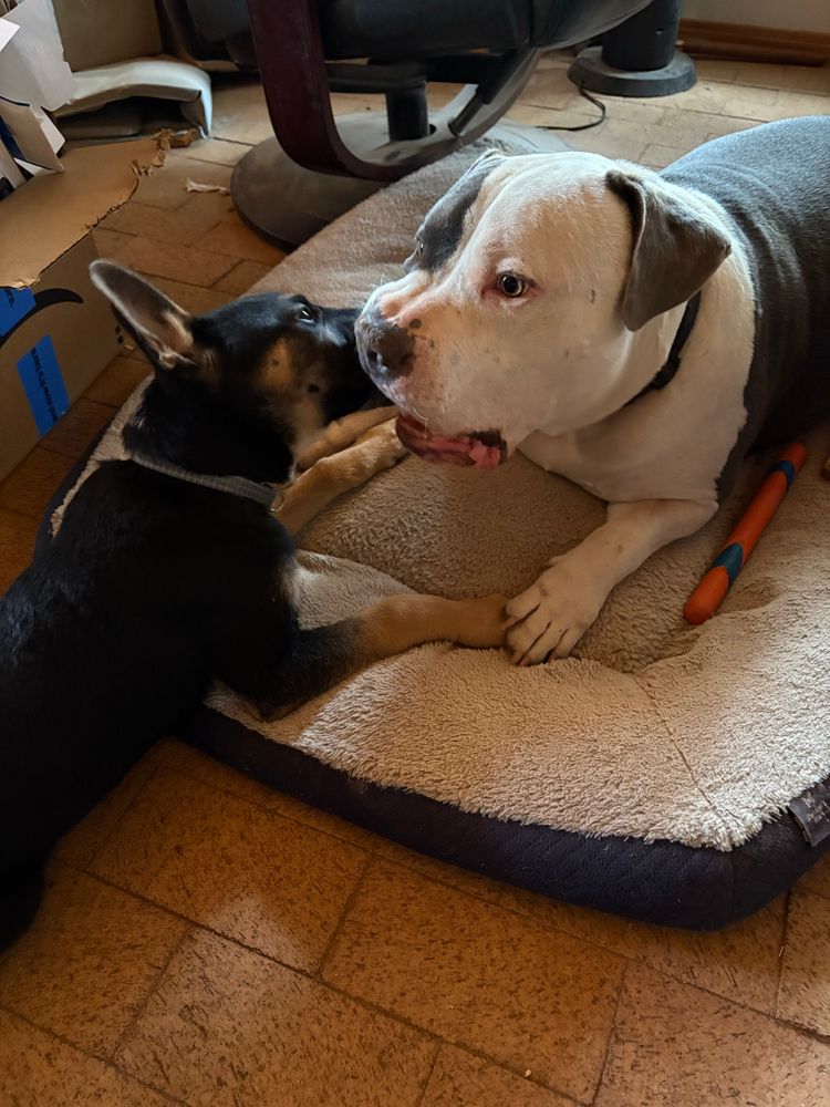 Puppy chewing a big dog's jowl