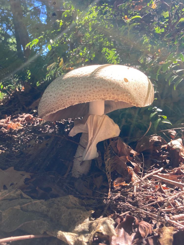 A giant mushroom that was 10 inches in diameter!